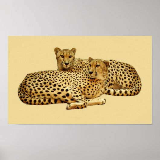Cheetahs Poster (Vorne)