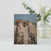 Cheetahs Postkarte (Stehend Vorderseite)