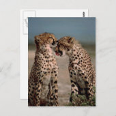 Cheetahs Postkarte (Vorne/Hinten)