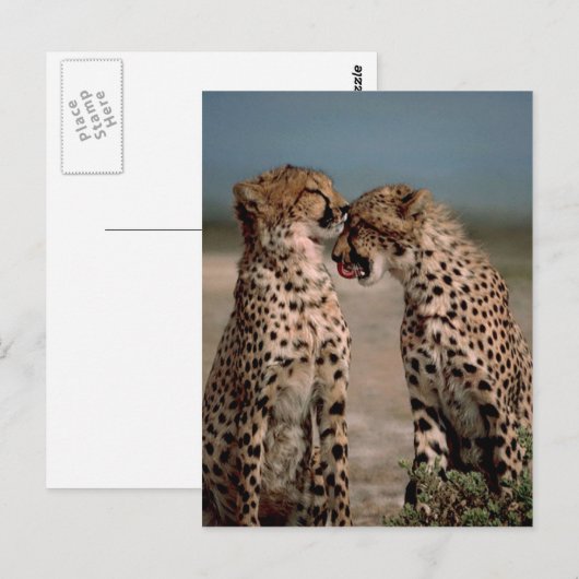 Cheetahs Postkarte (Vorne/Hinten)