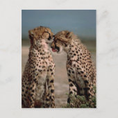 Cheetahs Postkarte (Vorderseite)