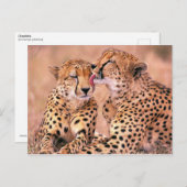 Cheetahs Postkarte (Vorne/Hinten)