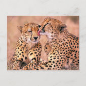 Cheetahs Postkarte (Vorderseite)