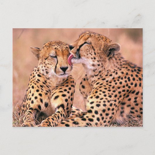 Cheetahs Postkarte (Vorderseite)