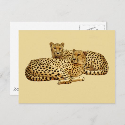 Cheetahs Postkarte (Vorne/Hinten)