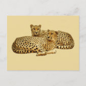 Cheetahs Postkarte (Vorderseite)