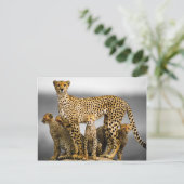Cheetahs Postkarte (Stehend Vorderseite)