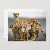 Cheetahs Postkarte (Vorne/Hinten)