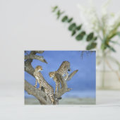 Cheetahs Postkarte (Stehend Vorderseite)