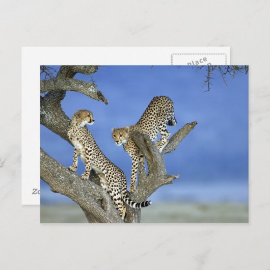Cheetahs Postkarte (Vorne/Hinten)