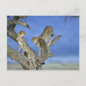 Cheetahs Postkarte (Vorderseite)