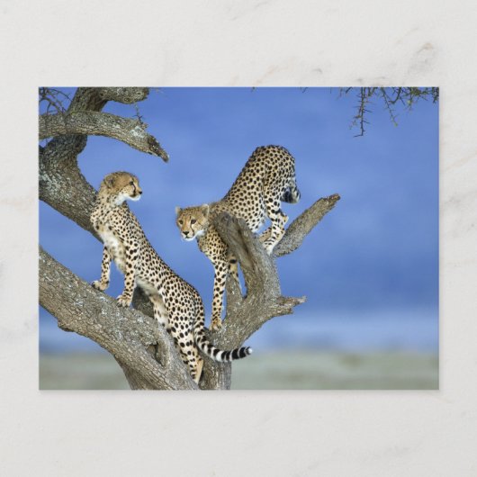 Cheetahs Postkarte (Vorderseite)
