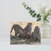 Cheetahs Postkarte (Stehend Vorderseite)