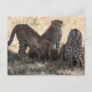 Cheetahs Postkarte