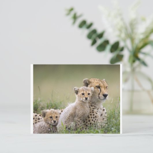 Cheetahs Prospering Postkarte (Stehend Vorderseite)