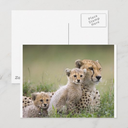 Cheetahs Prospering Postkarte (Vorne/Hinten)