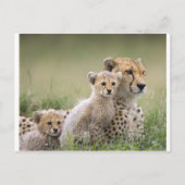 Cheetahs Prospering Postkarte (Vorderseite)