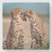 Cheetahs Steinuntersetzer (Vorderseite)