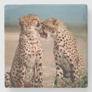 Cheetahs Steinuntersetzer