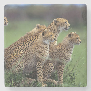 Cheetahs Stone Untersetzer