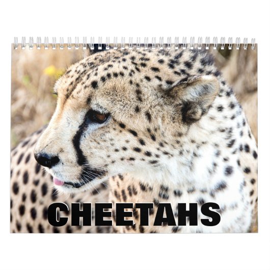 Cheetahs Wall Calendar Kalender (Titelbild)