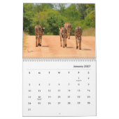 Cheetahs Wall Calendar Kalender (Jan 2027)
