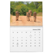 Cheetahs Wall Calendar Kalender (Jan 2026)