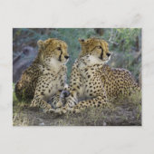 Cheetas Postkarte (Vorderseite)