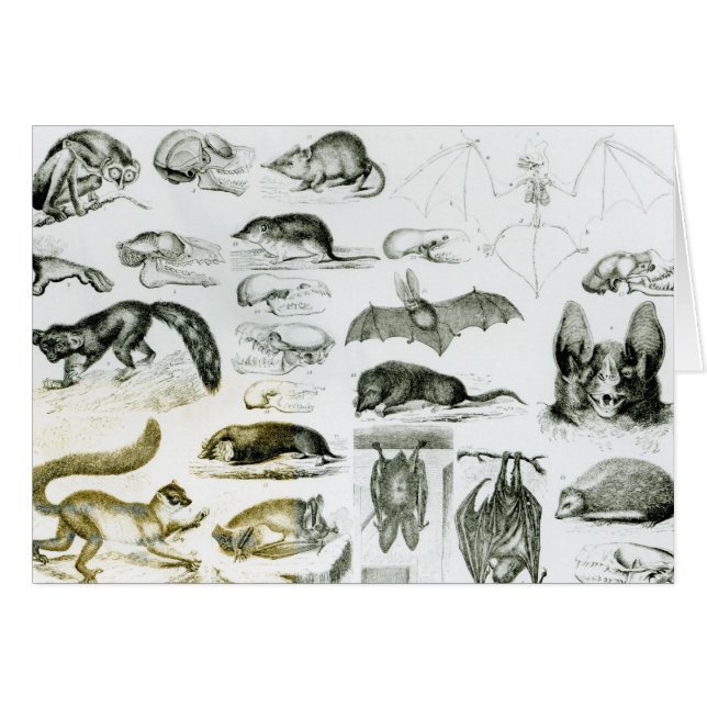 Cheiroptera, Insectivora (Vorderseite (Horizontal))