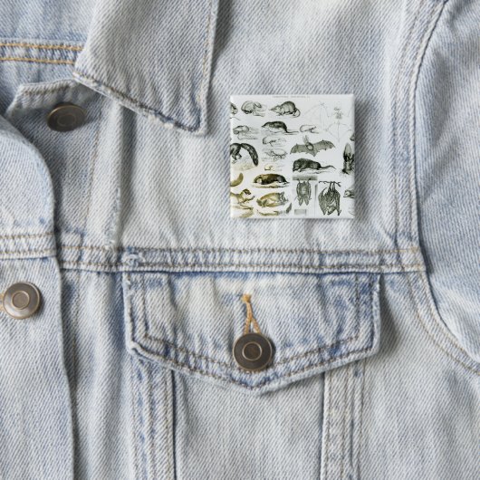 Cheiroptera, Insectivora Button (Beispiel)