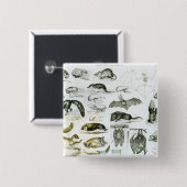 Cheiroptera, Insectivora Button (Vorne & Hinten)