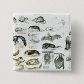 Cheiroptera, Insectivora Button (Vorderseite)