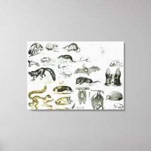 Cheiroptera, Insectivora Leinwanddruck