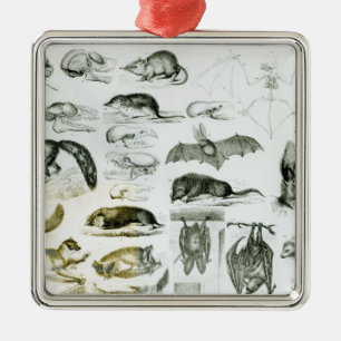 Cheiroptera, Insectivora Silbernes Ornament