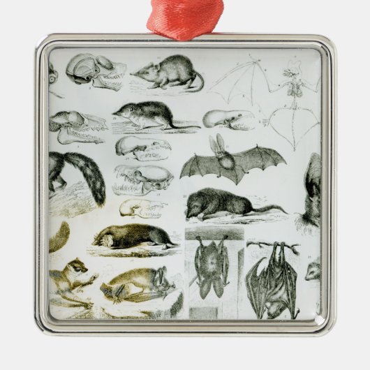 Cheiroptera, Insectivora Silbernes Ornament (Vorne)