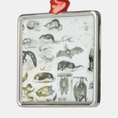 Cheiroptera, Insectivora Silbernes Ornament (Links)