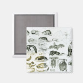 Cheiroptera, Insektivora Magnet (Vorderseite/Rückseite)