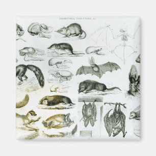 Cheiroptera, Insektivora Magnet