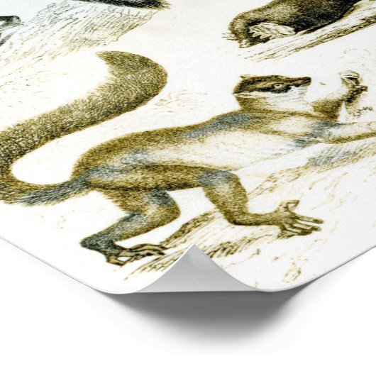 Cheiroptera, Insektivora Poster (Ecke)