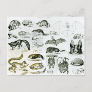Cheiroptera, Insektivora Postkarte