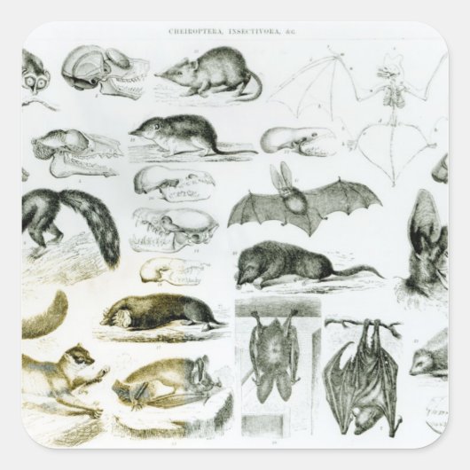 Cheiroptera, Insektivora Quadratischer Aufkleber (Vorderseite)