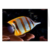 Chelmon rostratus (Vorderseite (Horizontal))