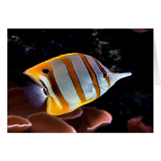 Chelmon rostratus (Vorderseite (Horizontal))