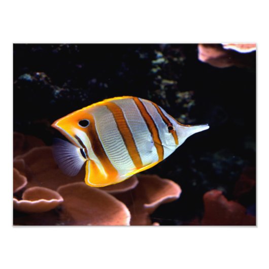 Chelmon rostratus fotodruck (Vorne)