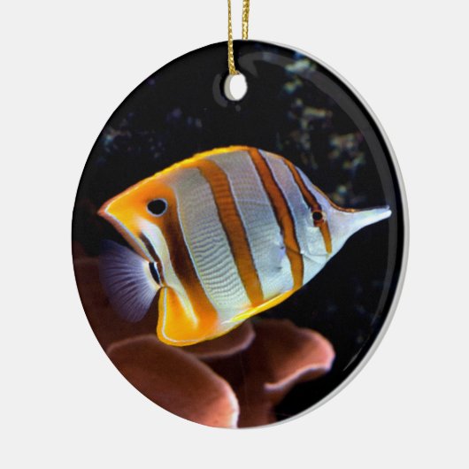 Chelmon rostratus keramikornament (Links)