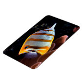 Chelmon rostratus magnet (Linke Seite)