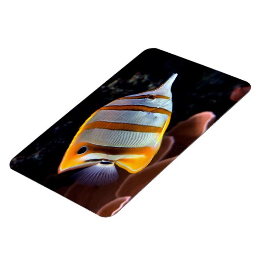 Chelmon rostratus magnet (Linke Seite)