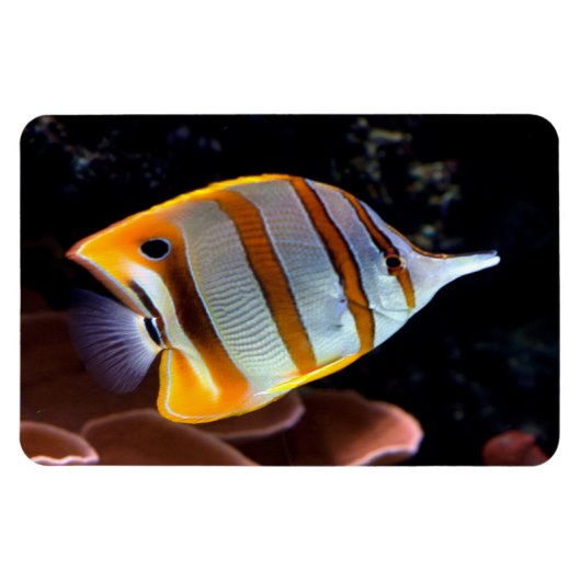 Chelmon rostratus magnet (Horizontal)