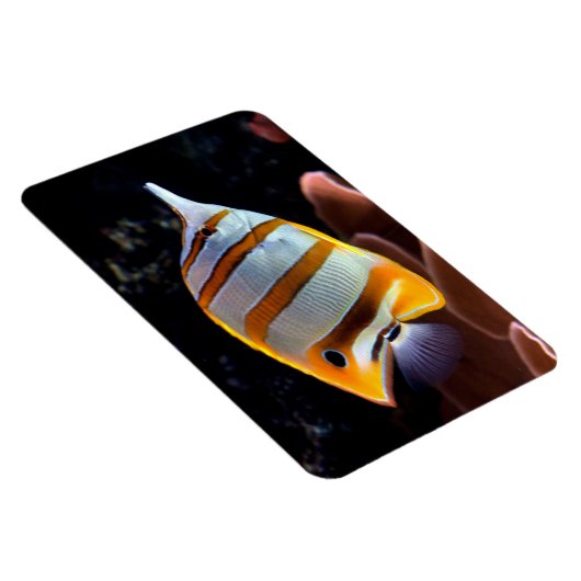 Chelmon rostratus magnet (Rechte Seite)