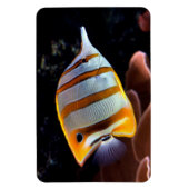 Chelmon rostratus magnet (Vertikal)